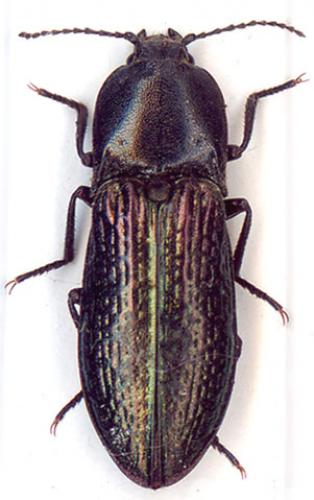 Réf. 4 177 : Selatosomus confluens