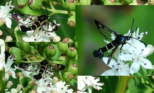 Synanthedon sp.