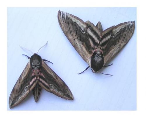 Réf. 4 649 : Sphinx ligustri