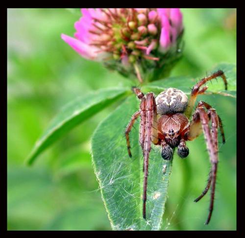 Larinioides cornutus