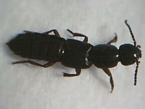 Ocypus brunnipes
