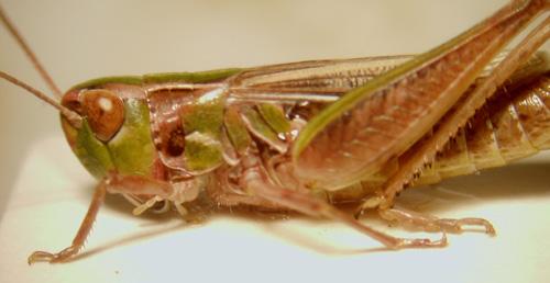 Stenobothrus sp.