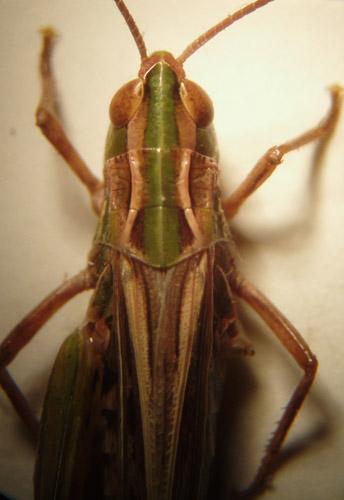 Stenobothrus sp.