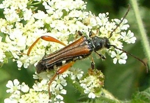 Stenopterus rufus
