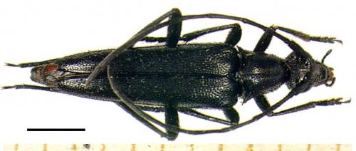 Rutpela nigra
