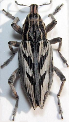 Coniocleonus nigrosuturatus