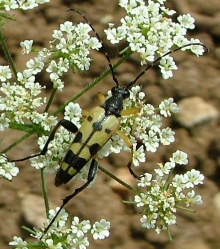 Rutpela maculata