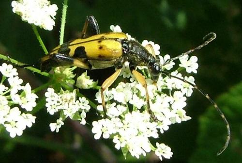 Rutpela maculata