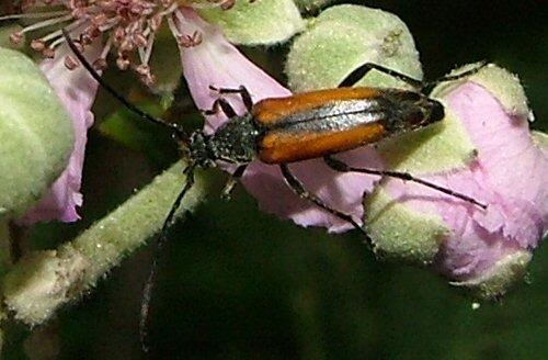 Stenurella melanura