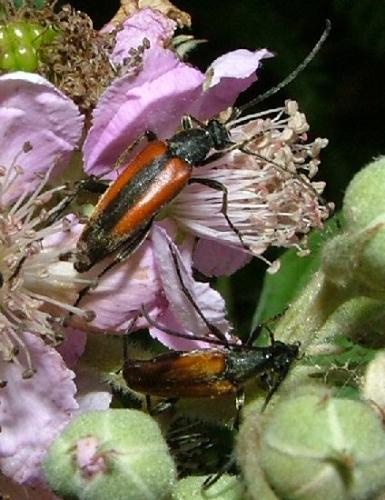 Réf. 4 051 : Stenurella melanura
