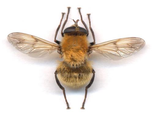 Réf. 4 671 : Criorhina berberina