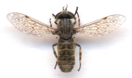 Haematopota sp.