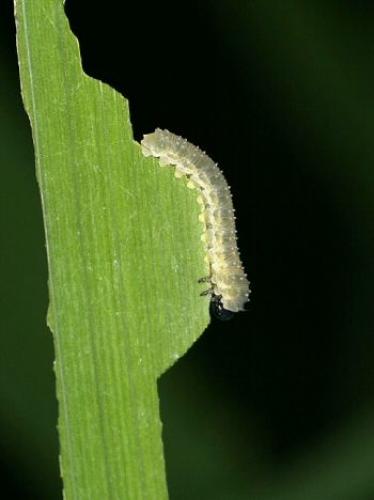 Rhadinoceraea micans