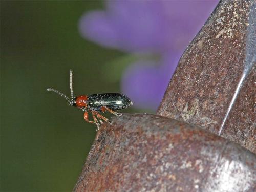 Oulema sp.