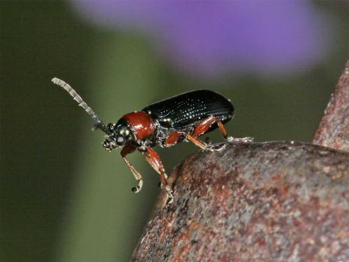 Oulema sp.
