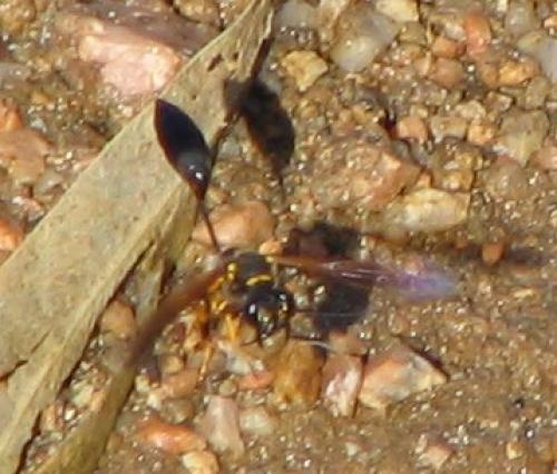 Réf. 4 320 : Sceliphron caementarium