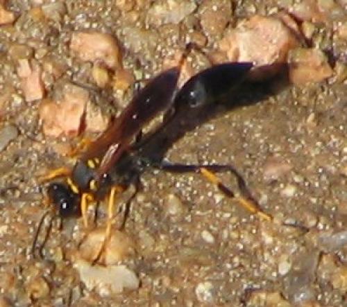 Réf. 4 321 : Sceliphron caementarium