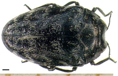 Réf. 4 133 : Trachys minutus