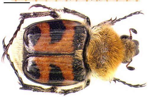 Trichius fasciatus