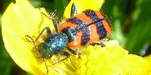 Trichodes sp.