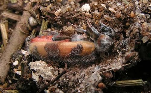 Trichodes alvearius