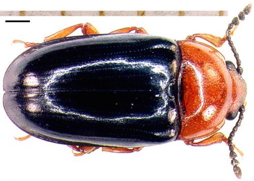 Réf. 4 159 : Triplax russica