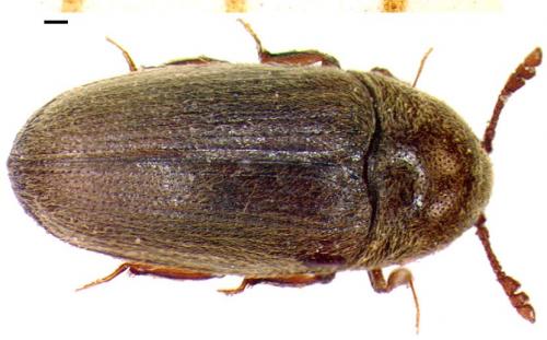 Trixagus dermestoides