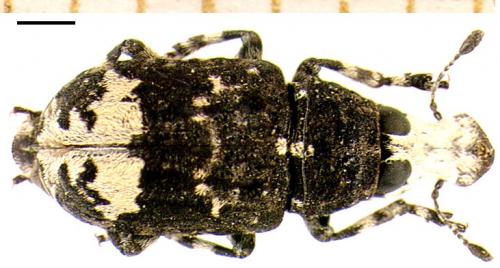 Réf. 4 173 : Tropideres albirostris
