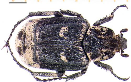 Réf. 4 149 : Valgus hemipterus