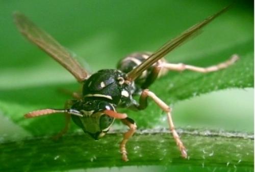 Polistes sp.