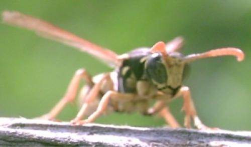 Polistes dominula
