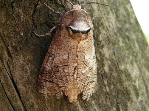 Réf. 4 644 : Cossus cossus
