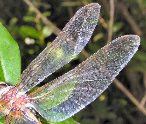 Oxygastra curtisii