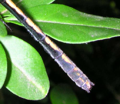 Oxygastra curtisii