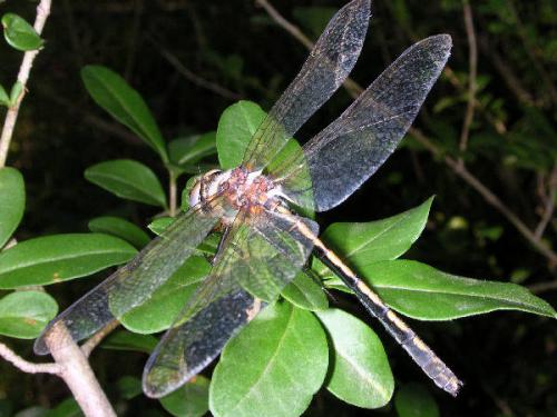 Oxygastra curtisii