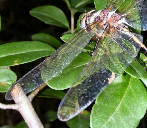 Oxygastra curtisii
