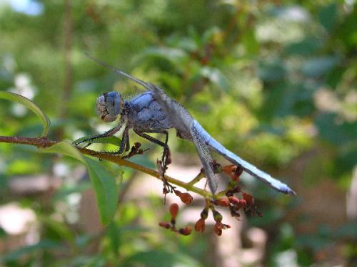 Réf. 4 428 : Orthetrum brunneum
