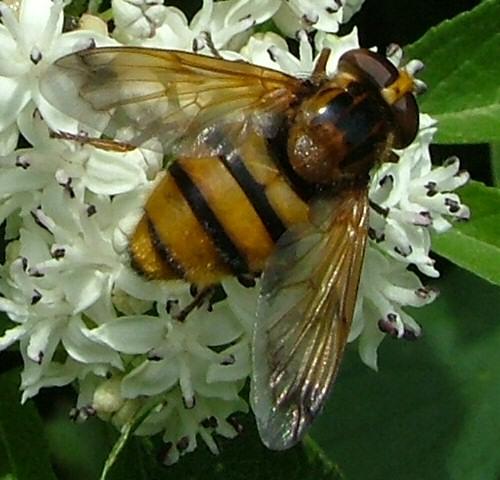 Réf. 4 735 : Volucella inanis