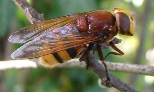 Volucella zonaria