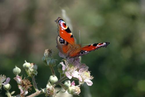 Aglais io