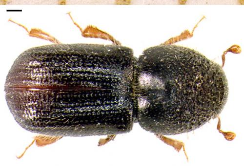 Anisandrus dispar