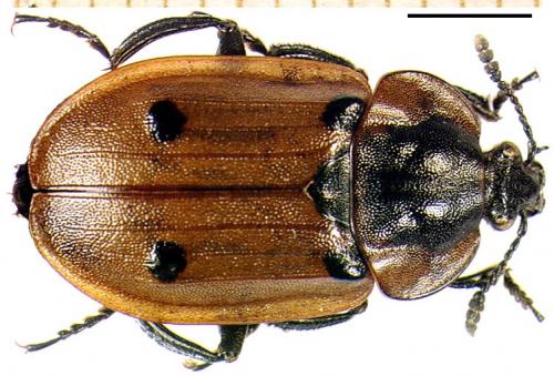 Réf. 4 147 : Dendroxena quadrimaculata