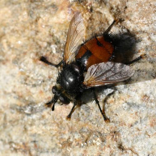 Peleteria abdominalis
