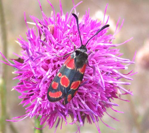 Réf. 4 139 : Zygaena carniolica