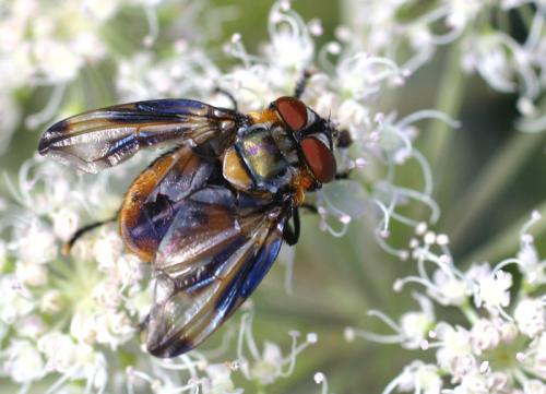 Réf. 4 738 : Phasia hemiptera