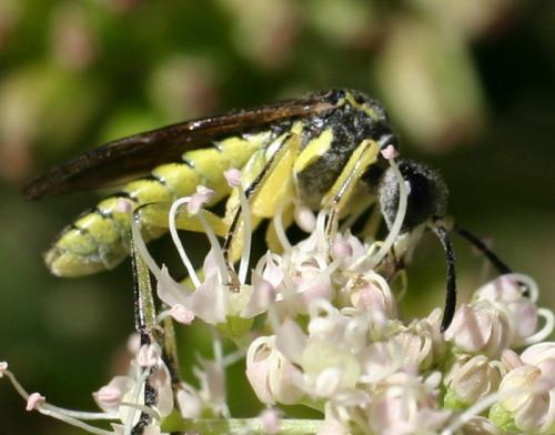 Tenthredo sp.