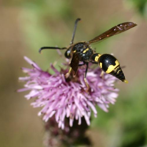 Eumenes sp.
