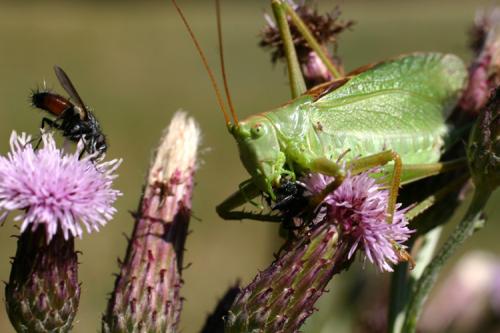 Tettigonia viridissima
