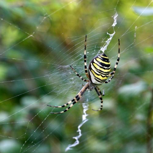 Argiope bruennichi