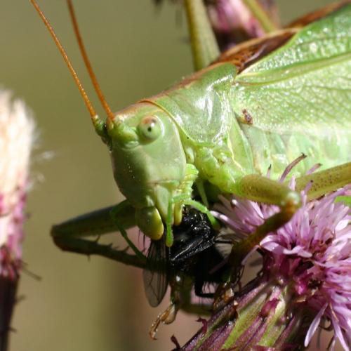 Tettigonia viridissima